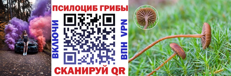 Купить закладки  Пудож  Псилоцибиновые грибы Cubensis 
